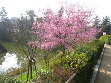 2015年3月21日 郡山城跡の桜