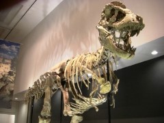 肉食恐竜タルボサウルス