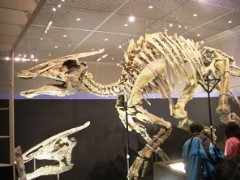 草食恐竜サウロロフス