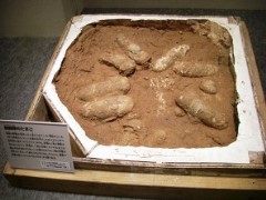 15ｃｍ位の恐竜の卵