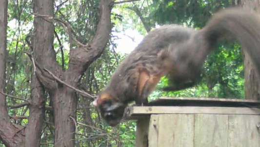 動画サムネイル