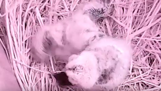 動画サムネイル