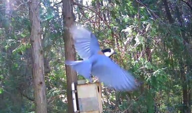 動画サムネイル