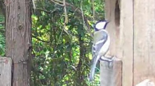 動画サムネイル