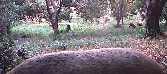 動画サムネイル